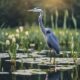 analyzing blue heron symbolism