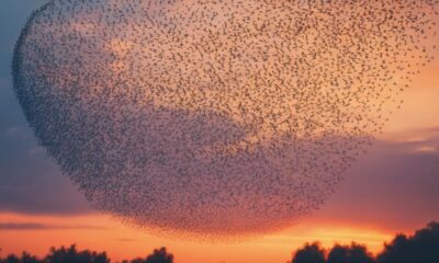 analyzing starling symbolism deeply