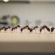 ants symbolize spiritual messages