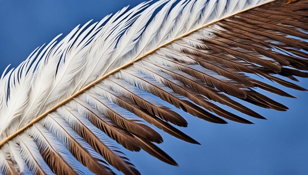 eagle feathers eagle feathers