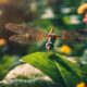 exploring the symbolism of dragonflies