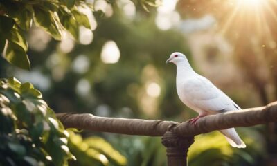 exploring white pigeon symbolism