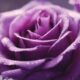 interpreting the symbolism of purple roses