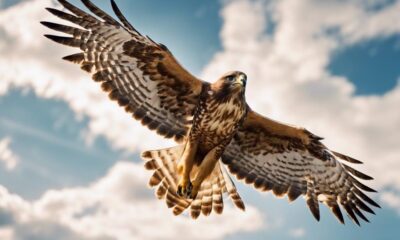 spiritual significance of hawk