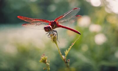 symbolism of red dragonflies