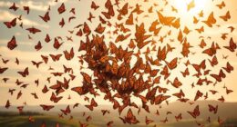 butterflies symbolize migration journeys