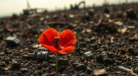 poppy s battlefield remembrance journey