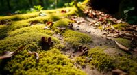 rabbit footprints reveal luck