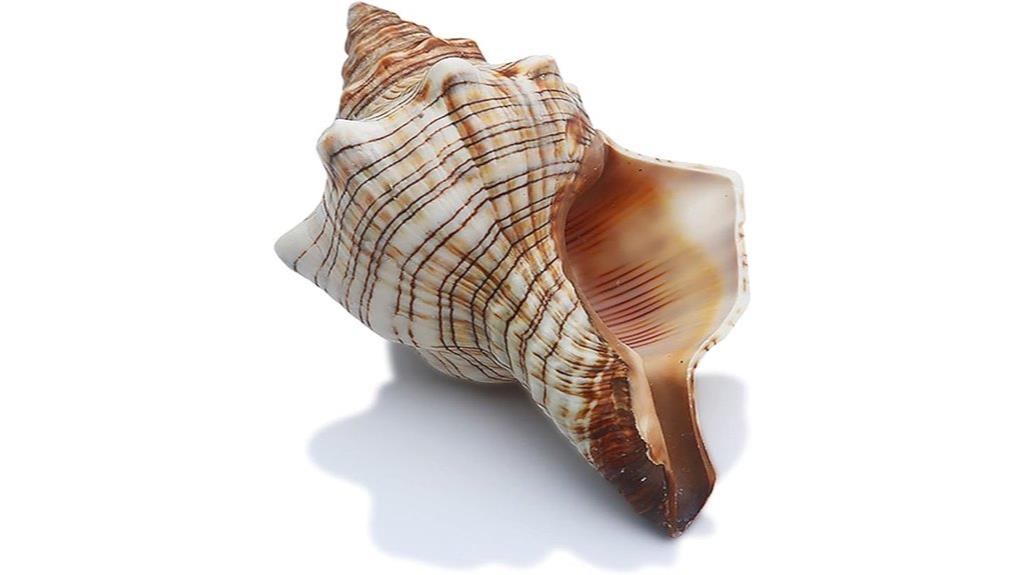 conch shell decor set