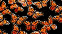 elegant monarch butterfly pins