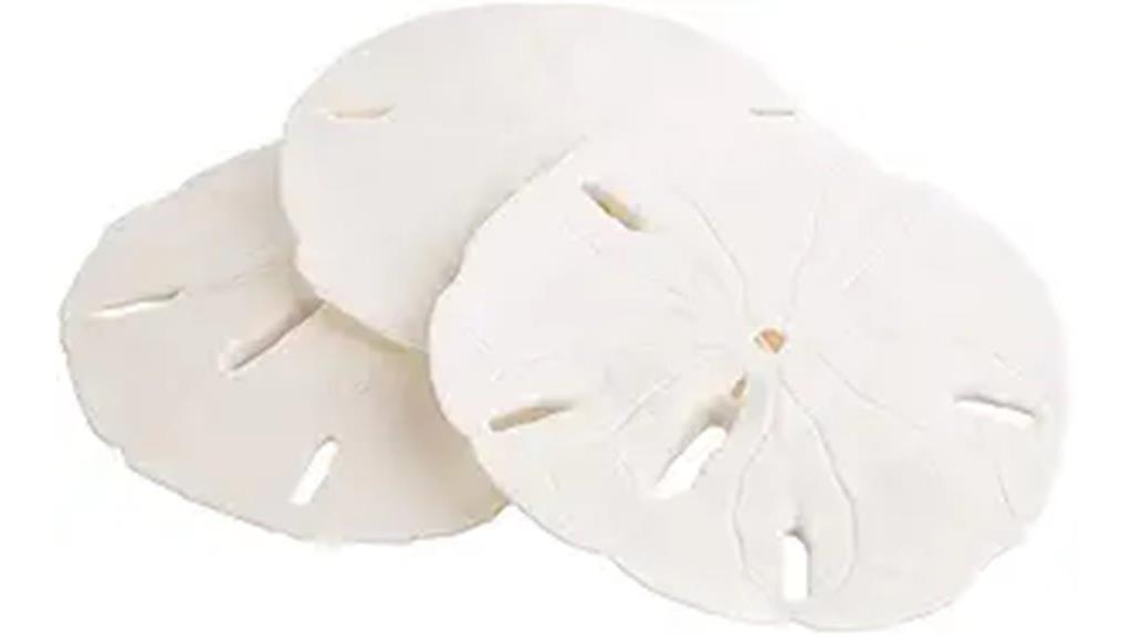 mini sand dollar set