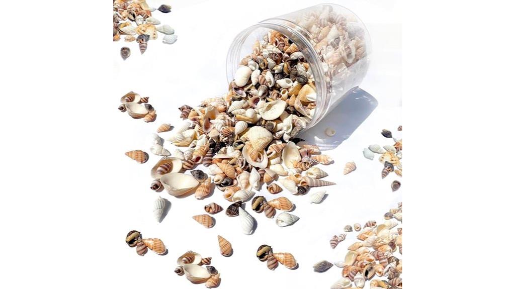 natural seashells for crafts