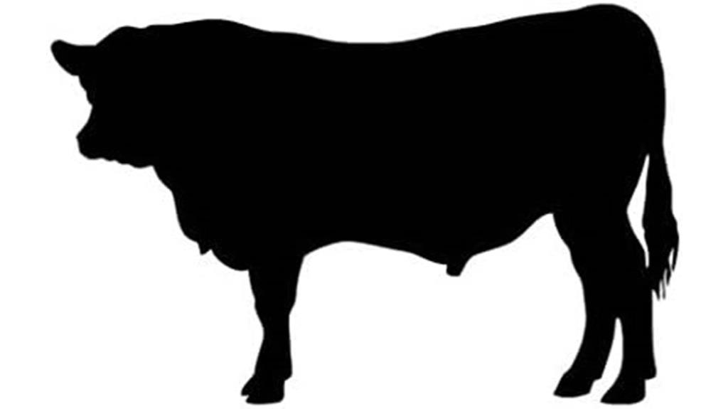 ranger angus cow decal