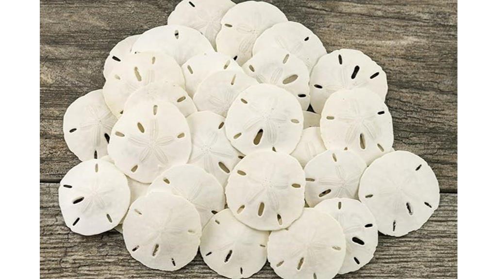 sand dollar wall art decor