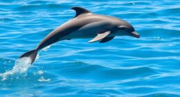 dolphins symbolize playful communication