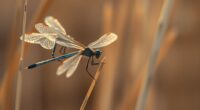 dragonflies symbolize transformation and insight
