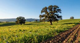 earth symbolizes stability fertility