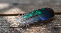 feathers symbolize messages and spirituality