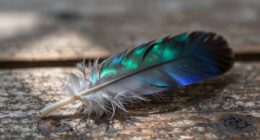 feathers symbolize messages and spirituality