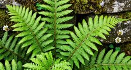 green symbolizes growth luck renewal