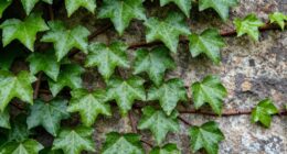 ivy symbolizes loyalty and attachment