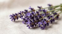 lavender symbolizes healing calmness