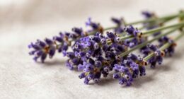 lavender symbolizes healing calmness
