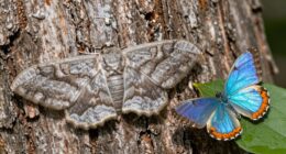 moths symbolize mystery and transformation