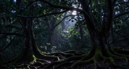 mystery introspection tranquility transformation