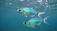 pisces symbolizes intuition surrender