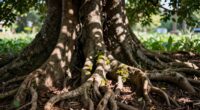 roots symbolize heritage stability