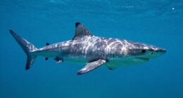 shark symbolizes danger and power