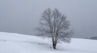 snow symbolizes purity silence transformation and coldness