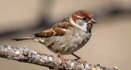 sparrow symbolizes humility resilience
