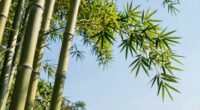 strong flexible bamboo symbol