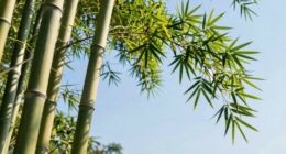 strong flexible bamboo symbol
