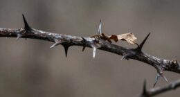 thorns symbolize suffering and faith