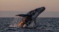 whale s mythic emotional symbolism