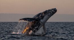 whale s mythic emotional symbolism