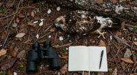 Big Bear eaglet falls from tree on livestream; status unknown