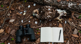 Big Bear eaglet falls from tree on livestream; status unknown