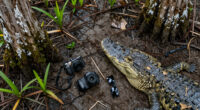 Alligators injure three, one fatally, in string of attacks in Florida
