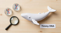Buckelwal Timmy Dna