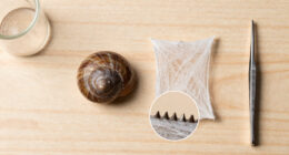 Snails' Teeth Beats Spider Silk As Nature's Strongest Material (2015)