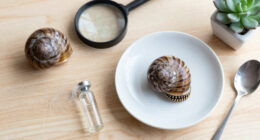 Snails' teeth beats spider silk as nature's strongest material (2015)