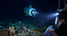 Sixteen Years After Deepwater Horizon, Deep Sea Life Shows Few Signs Of Recovery